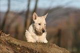 SCOTTISH TERRIER 042